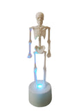 Halloween Skeleton - Plastic Adjustable Skeleton