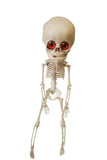 Halloween Skeleton - Plastic Adjustable Skeleton
