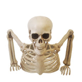 Halloween Skeleton - Plastic Adjustable Skeleton