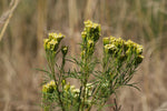 Khakibos Plant, Essential oil, Tagetes Oil